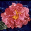Chang's Temple Variegated